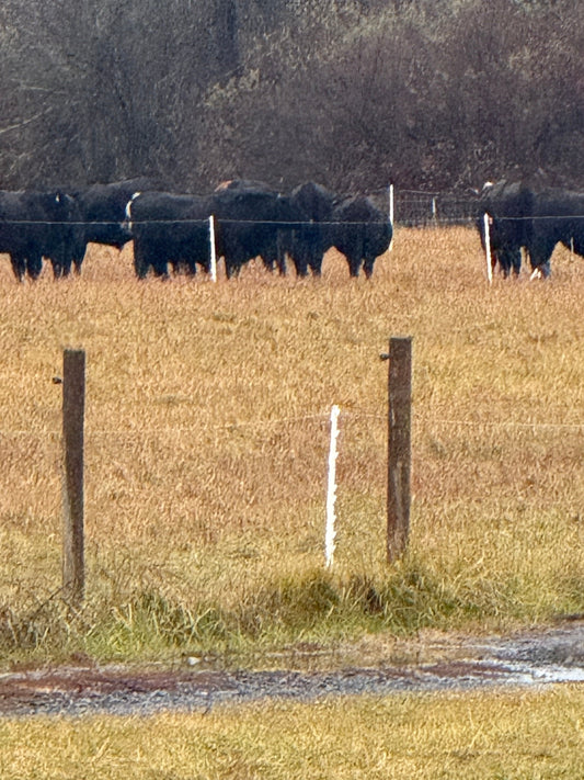 From Rain-Soaked Pastures to Your Plate: The Real Story Behind Provenance Farm