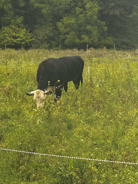 How a CIA-Trained Chef Became a Regenerative Farmer in New Jersey ⚔️